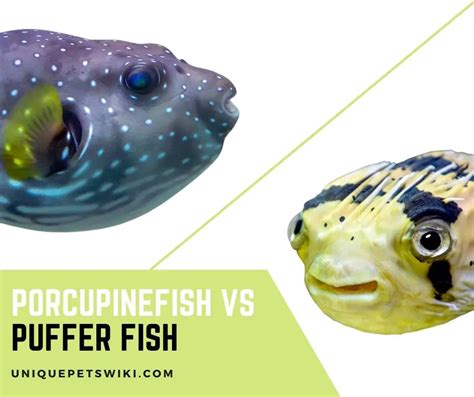 porcupine fish|Pufferfish and porcupinefish .